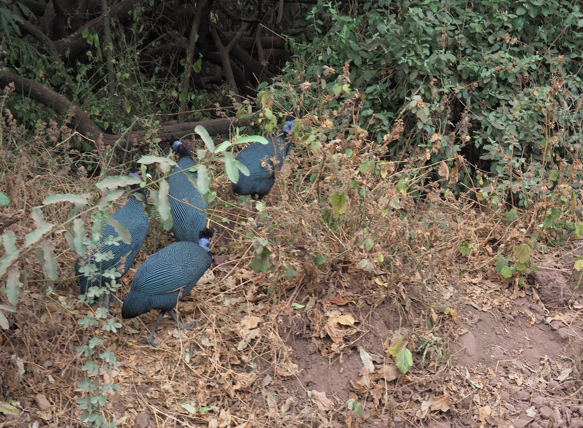 Eastern Crested Guineafowl - ML625243278