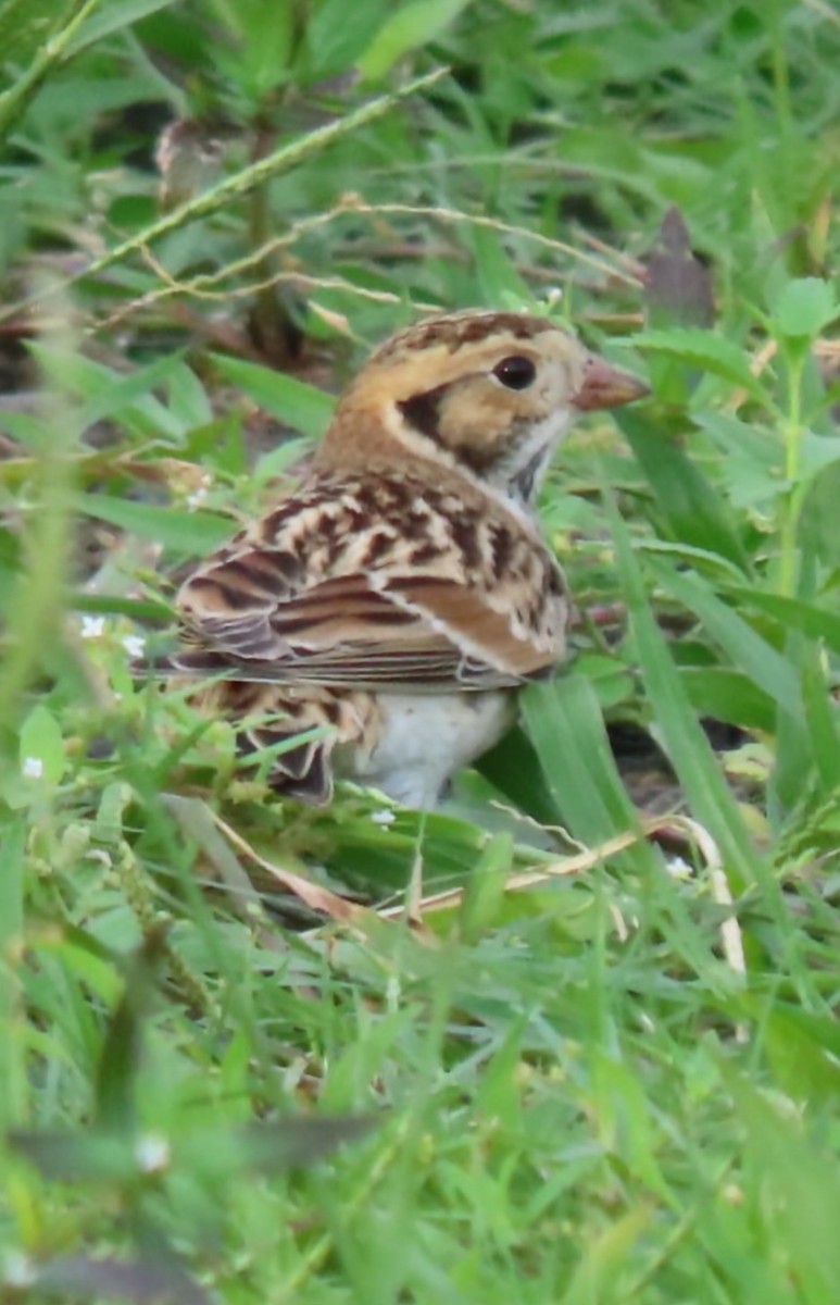 Lapland Longspur - ML625243299