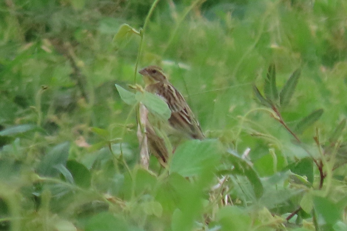 Yellow-breasted Bunting - ML625243426