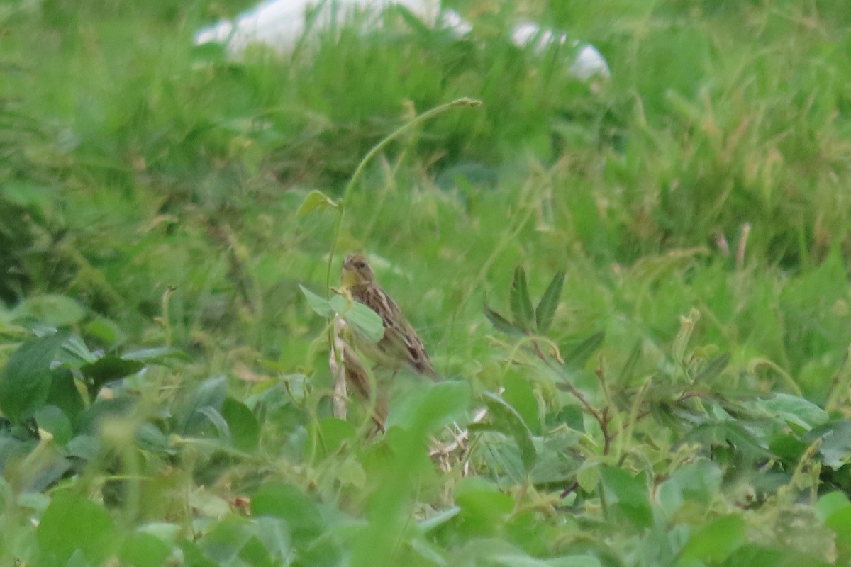 Yellow-breasted Bunting - ML625243427