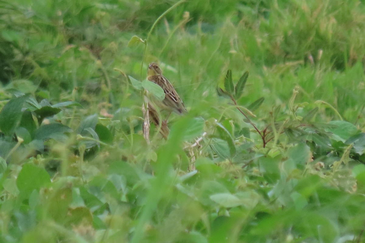 Yellow-breasted Bunting - ML625243428