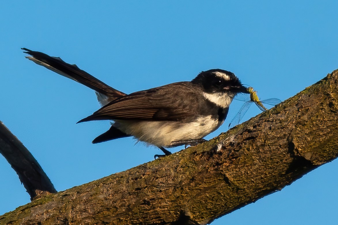 Philippine Pied-Fantail - ML625243446