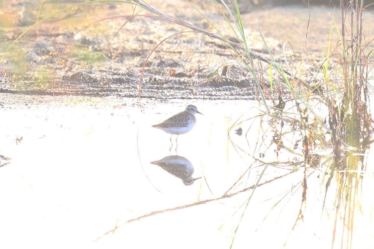 Long-toed Stint - 志民 蘇