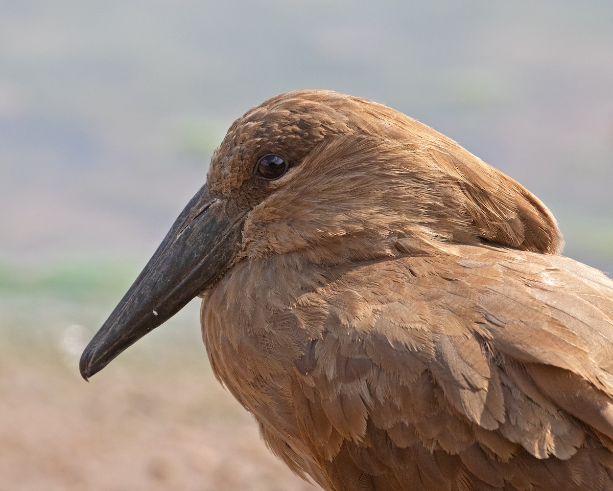 Hamerkop - ML625243770