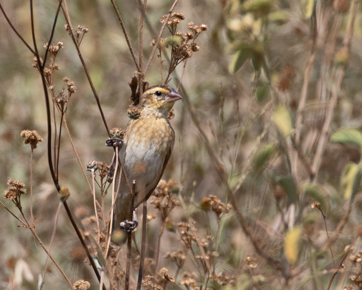 White-winged Widowbird - ML625243794