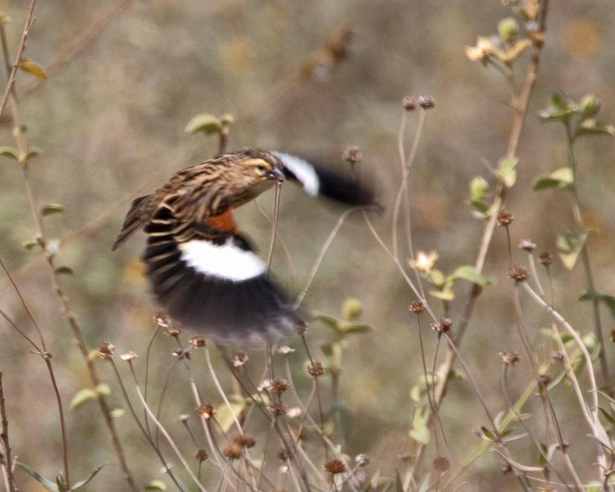 White-winged Widowbird - ML625243795