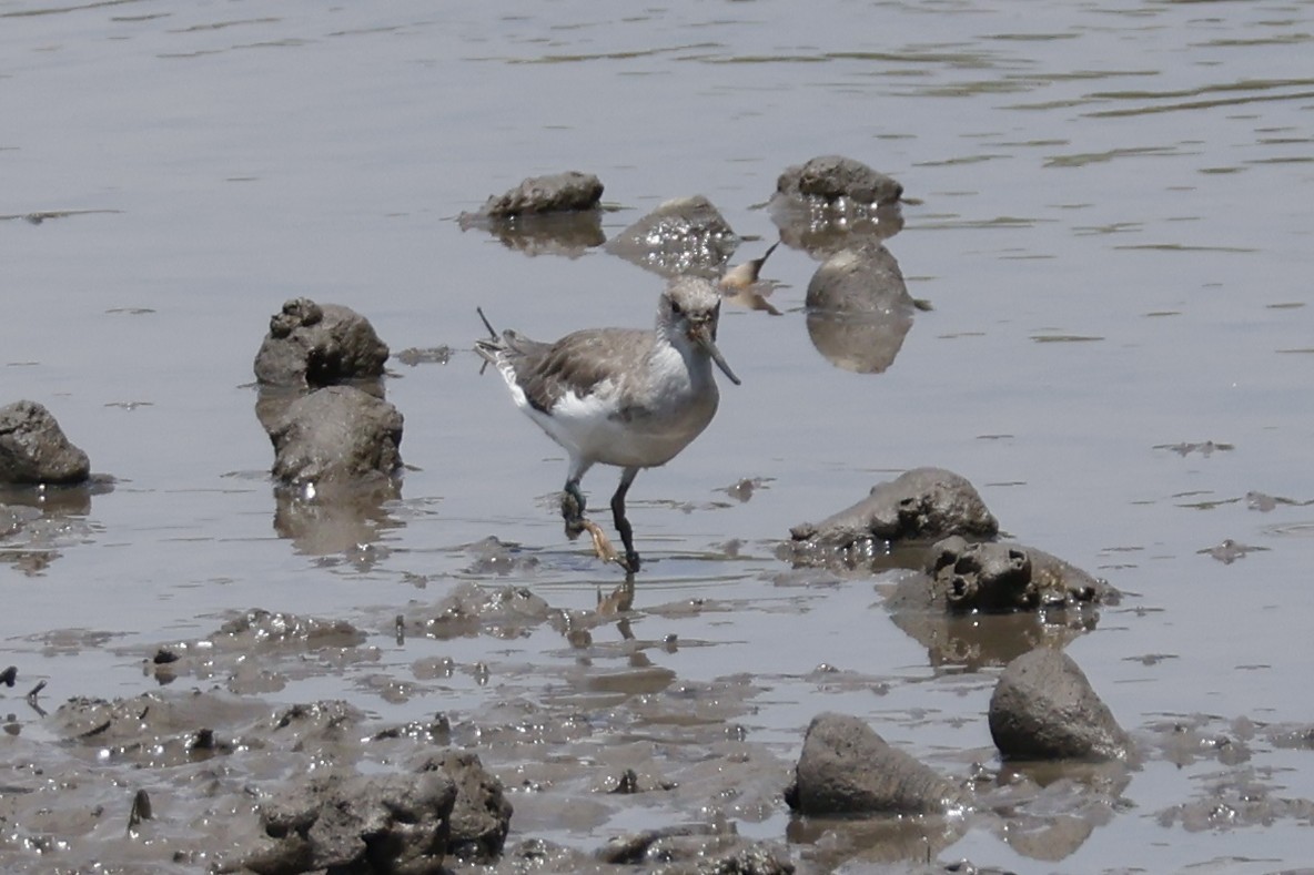 Terek Sandpiper - ML625243826