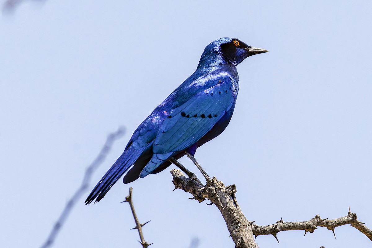 Greater Blue-eared Starling - ML625244011