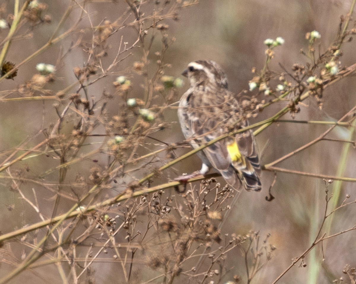 Reichenow's Seedeater - ML625244041