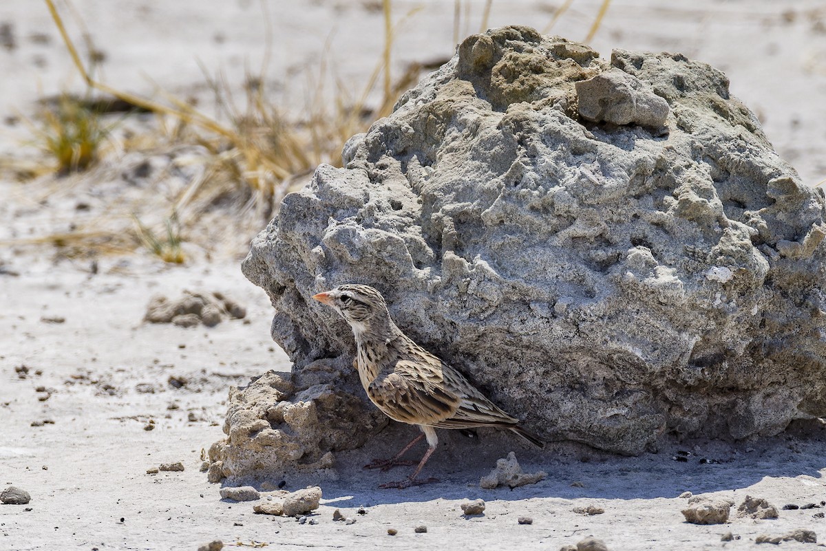 Pink-billed Lark - ML625244107