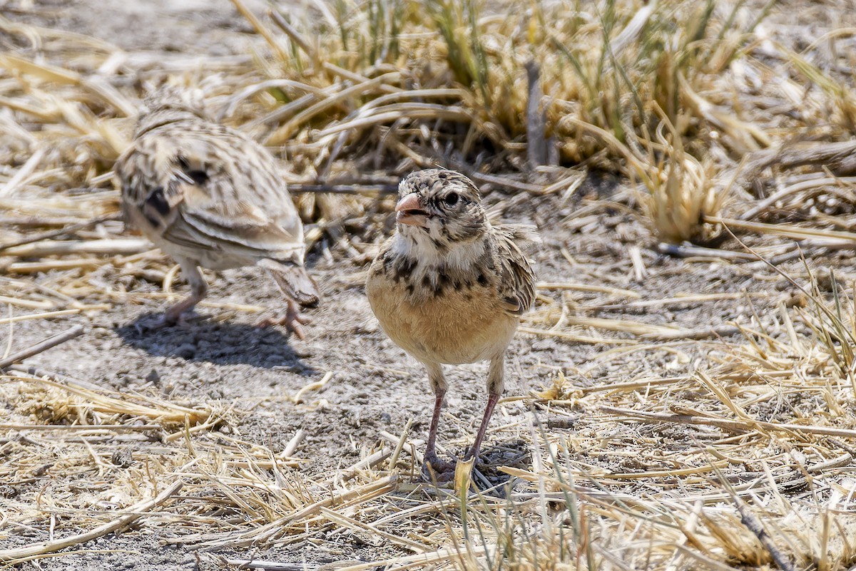 Pink-billed Lark - ML625244108