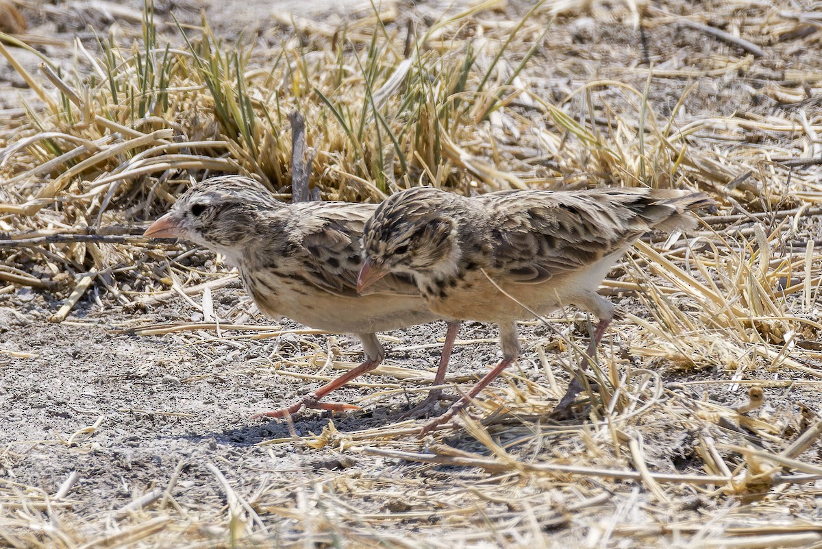 Pink-billed Lark - ML625244109