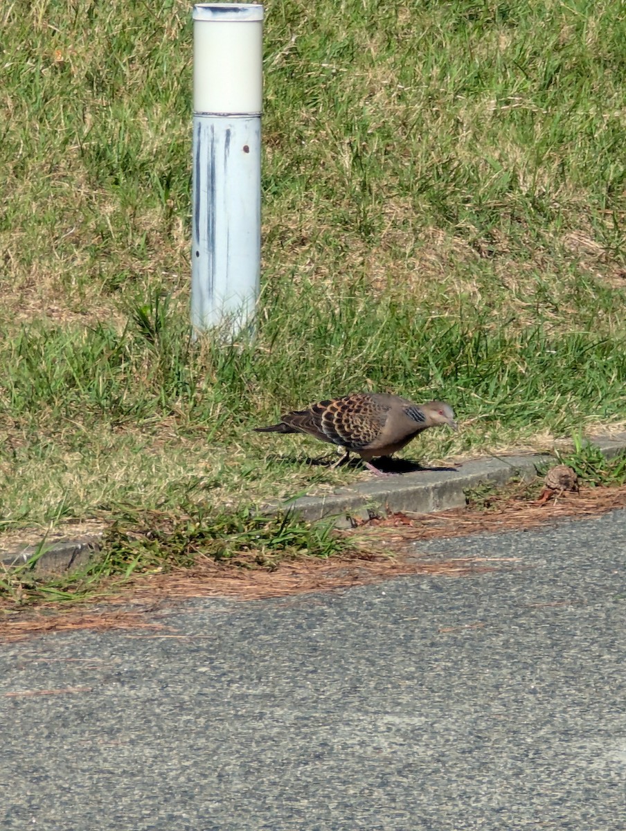 Oriental Turtle-Dove - ML625244123