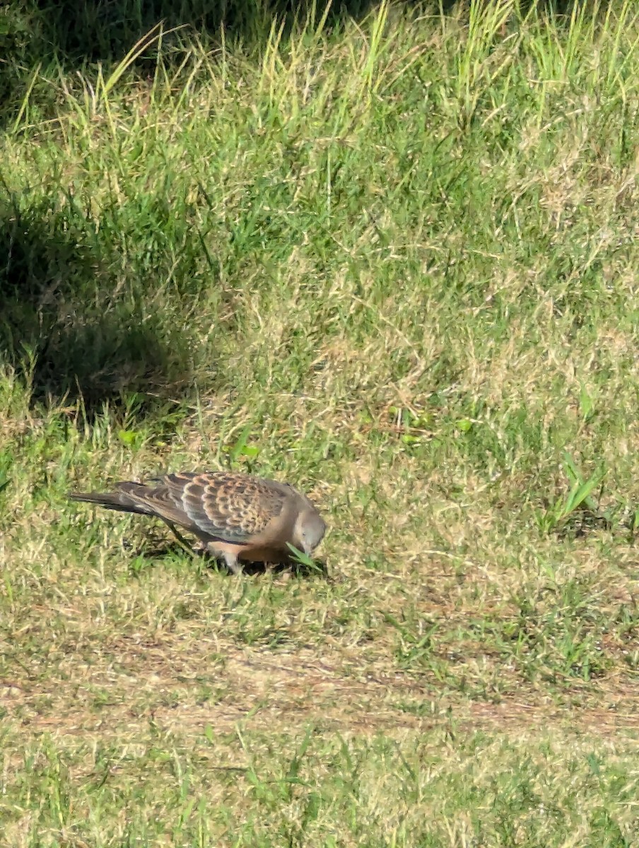 Oriental Turtle-Dove - ML625244126