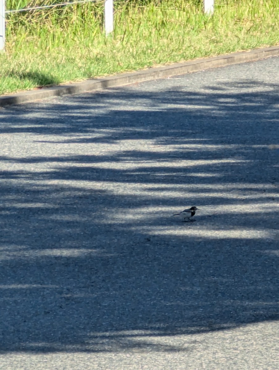 White Wagtail - ML625244139