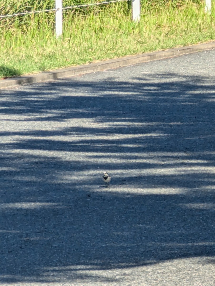 White Wagtail - ML625244140