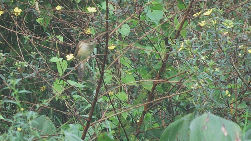 Clamorous Reed Warbler - ML625244185