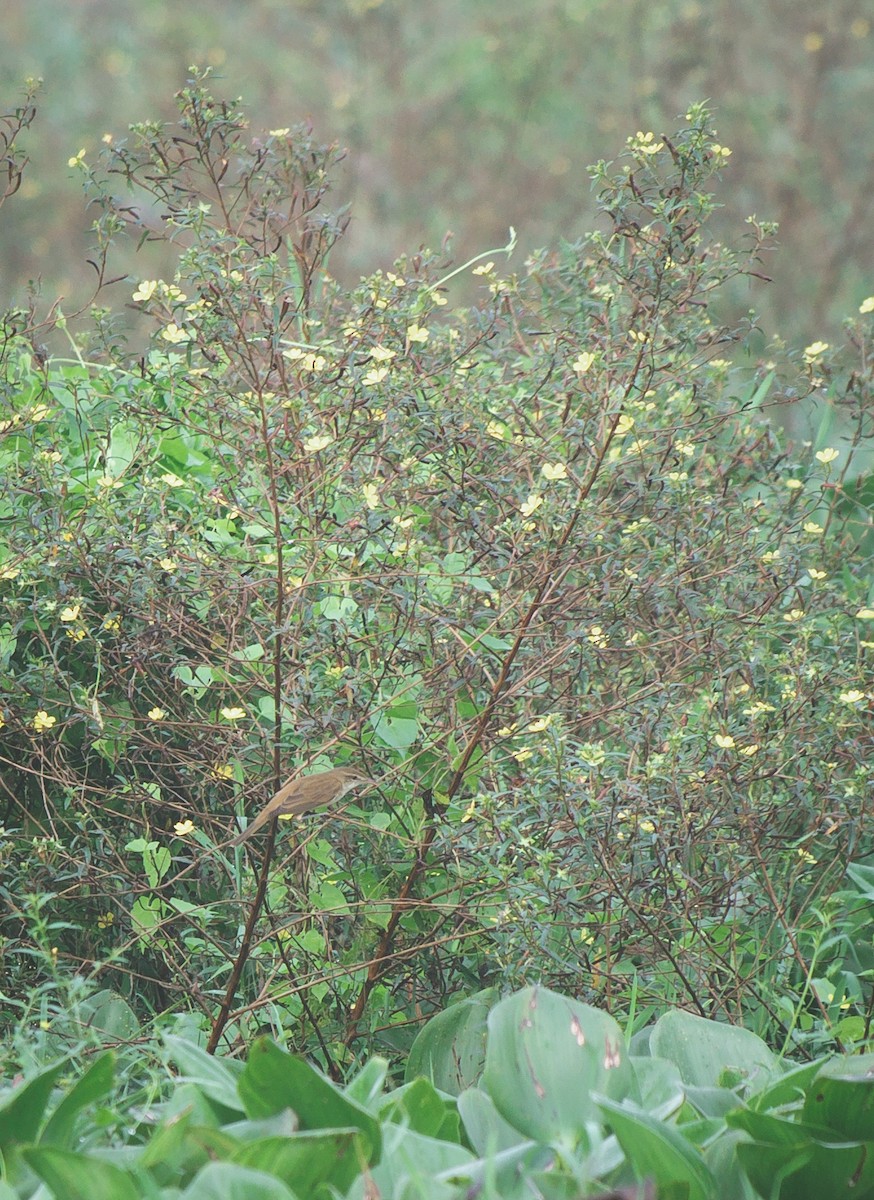 Clamorous Reed Warbler - Dipankar Dev