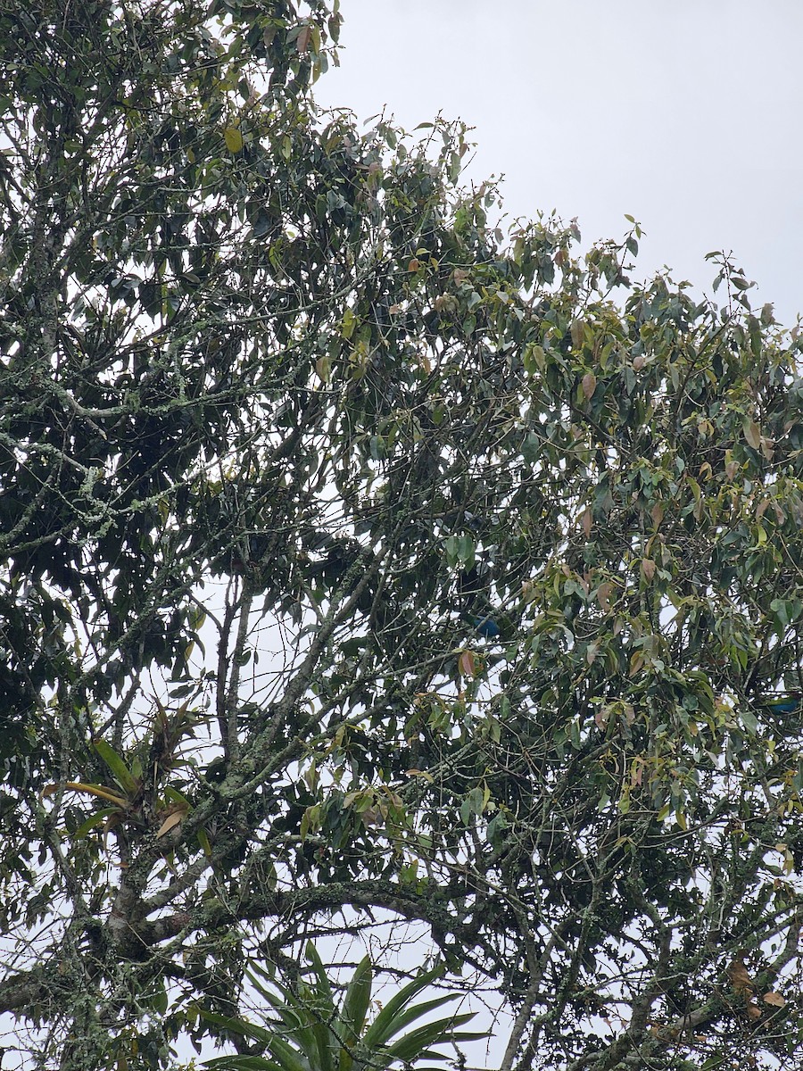 Bay-headed Tanager (Bay-and-blue) - ML625244230