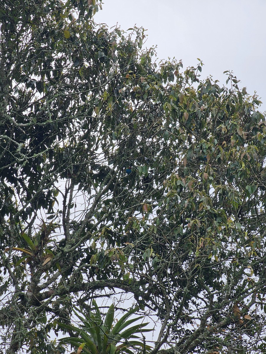 Bay-headed Tanager (Bay-and-blue) - ML625244231