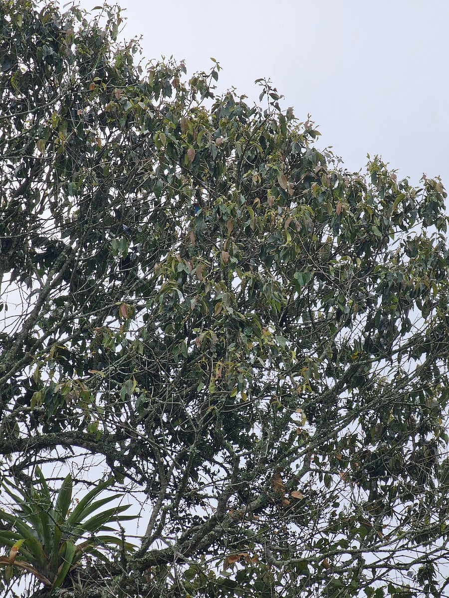 Bay-headed Tanager (Bay-and-blue) - ML625244232