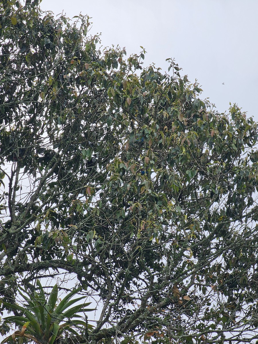 Bay-headed Tanager (Bay-and-blue) - ML625244233