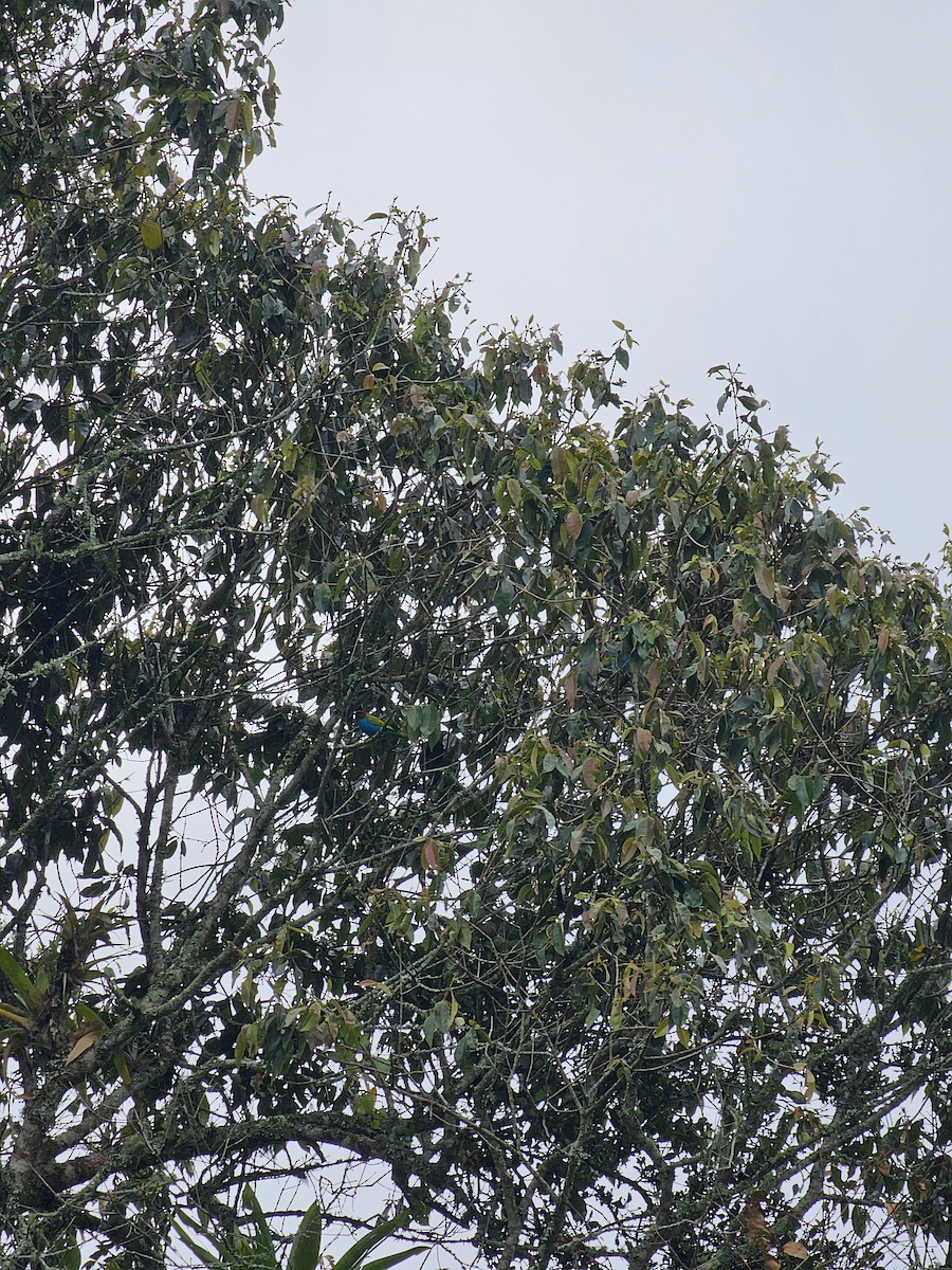 Bay-headed Tanager (Bay-and-blue) - ML625244234