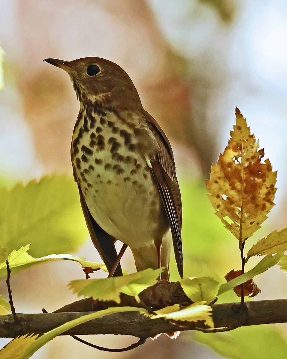 Hermit Thrush - ML625244276