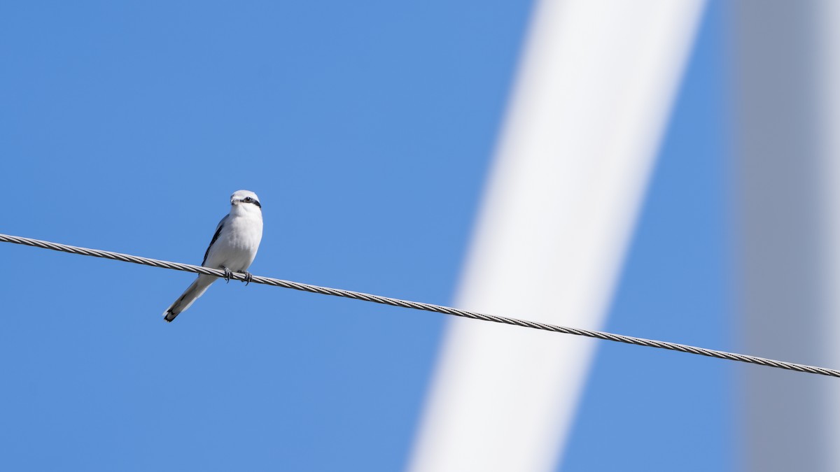 Chinese Gray Shrike - ML625244286