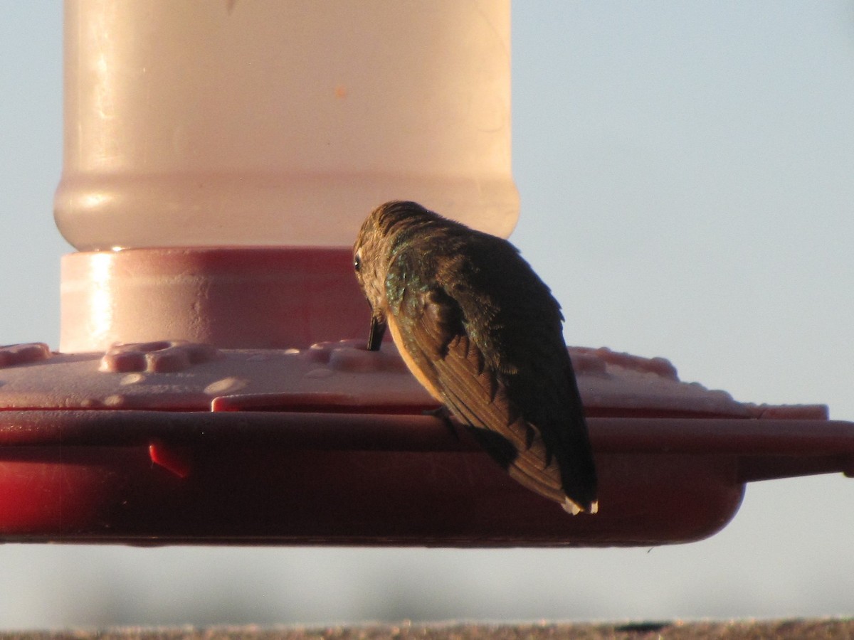 Broad-tailed Hummingbird - Carol Neal