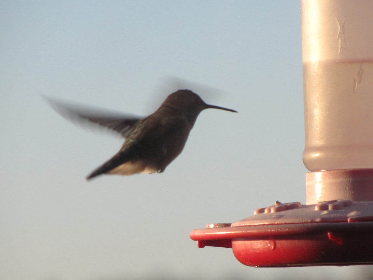 Broad-tailed Hummingbird - ML625244397