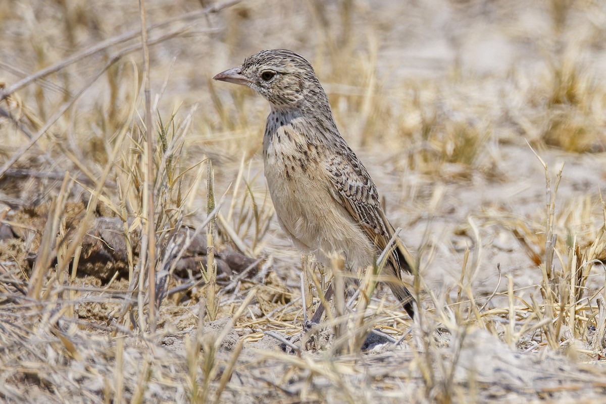 Eastern Clapper Lark - ML625244398