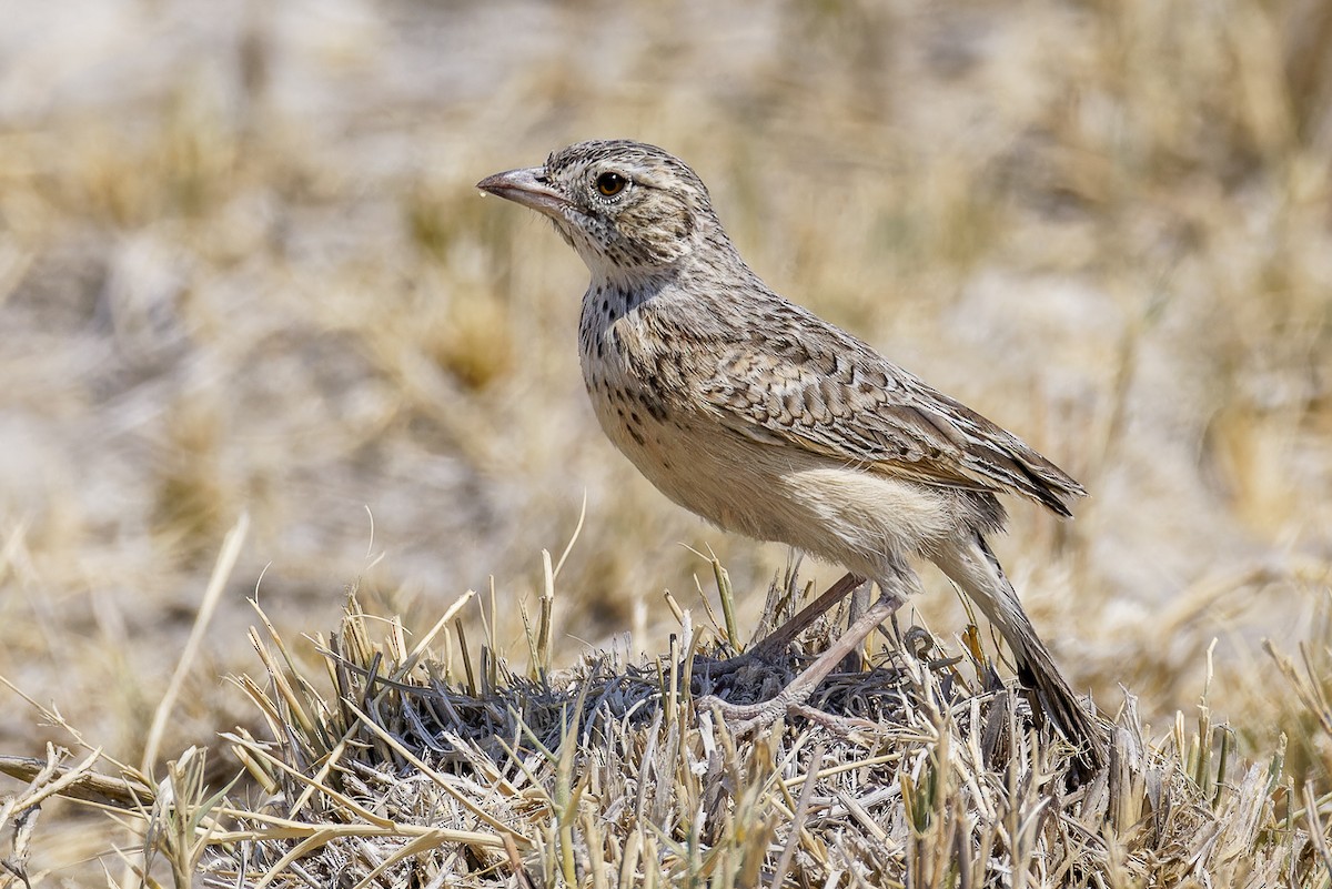 Eastern Clapper Lark - ML625244399