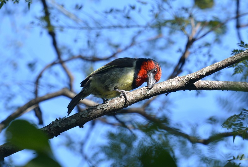 Black-collared Barbet - Simon Tonge