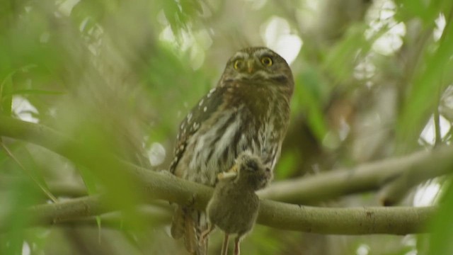 Austral Pygmy-Owl - ML625244456