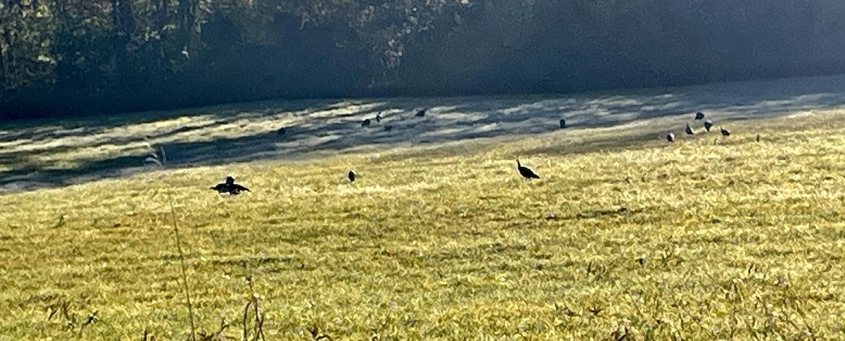 Wild Turkey - ML625244466