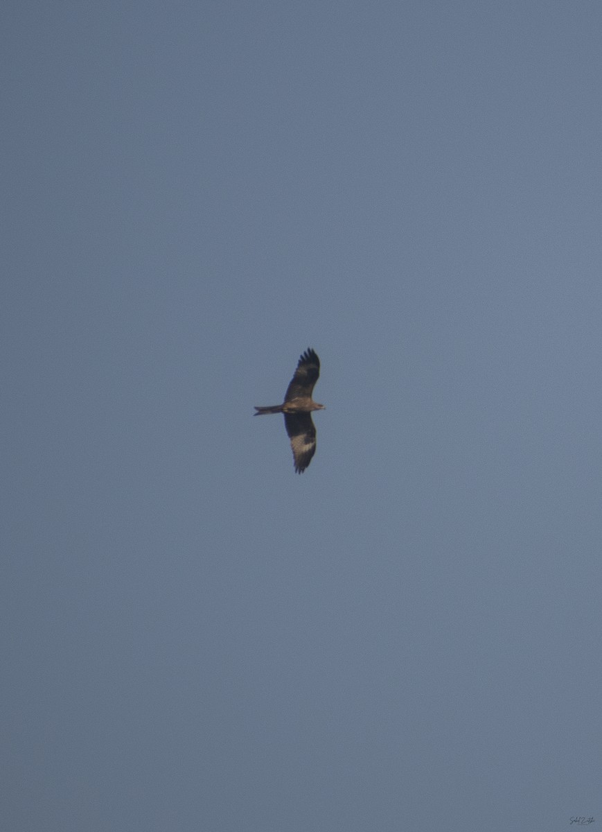 黑鳶 - ML625244496