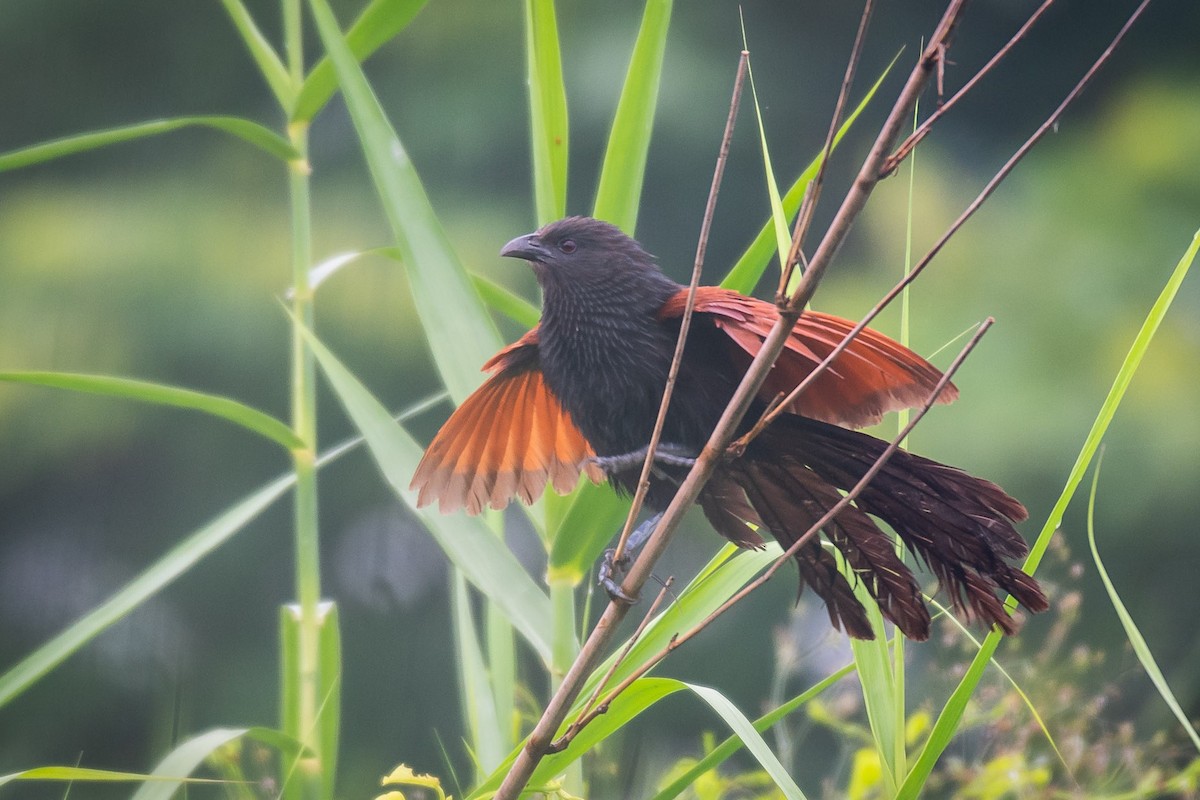 Philippine Coucal - ML625244534