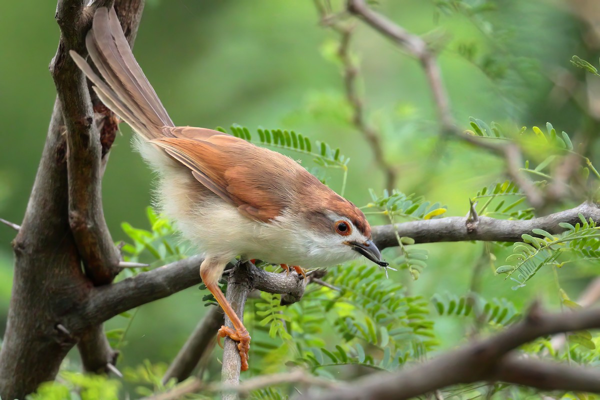 Yellow-eyed Babbler - ML625244615