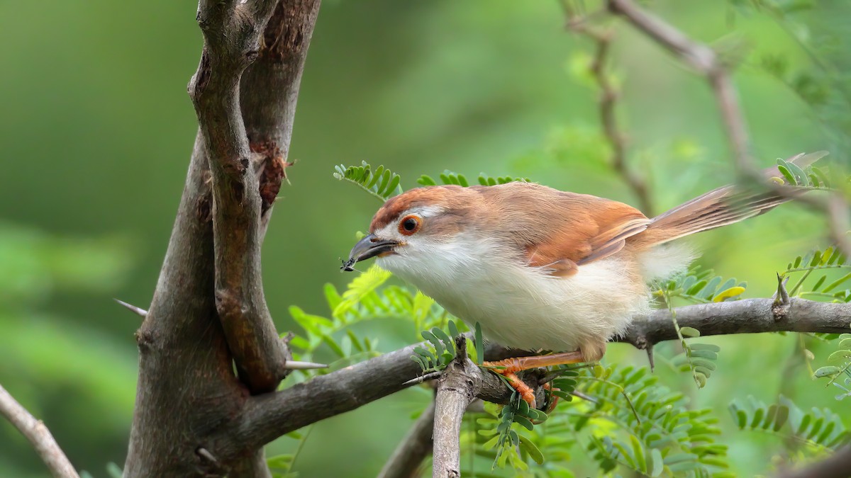 Yellow-eyed Babbler - ML625244616