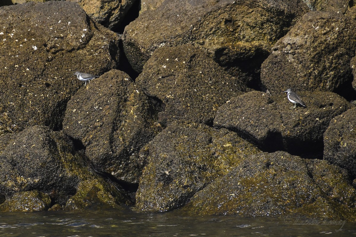 Flussuferläufer - ML625244742