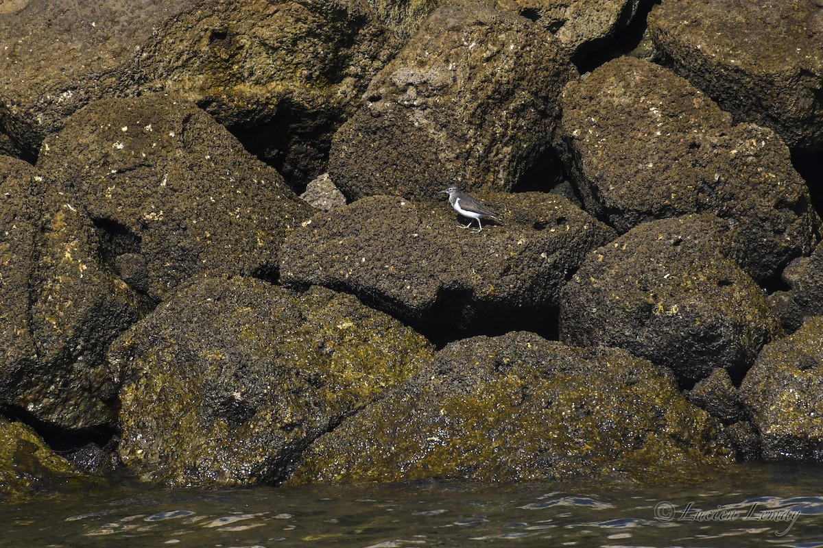 Flussuferläufer - ML625244751