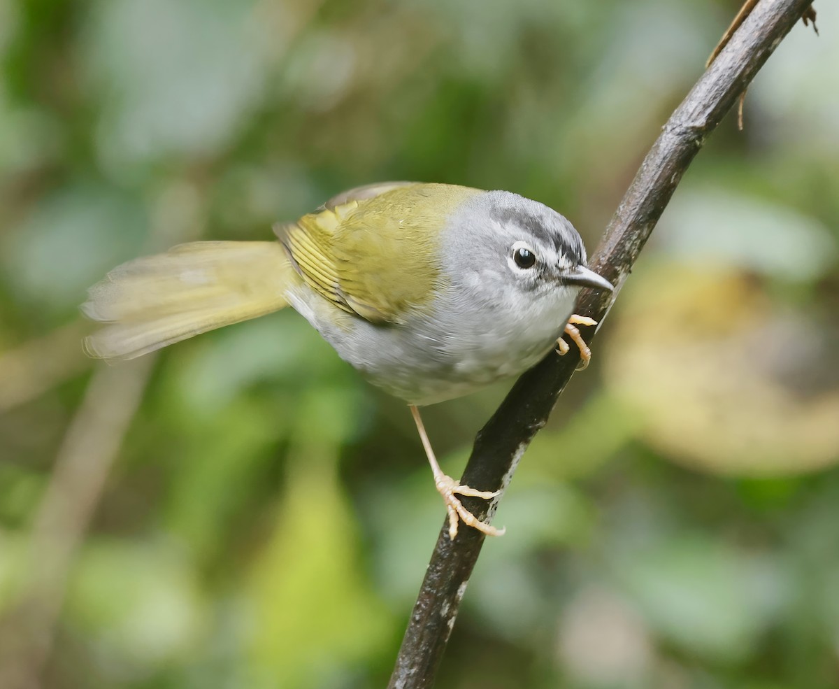 White-browed Warbler - ML625244790