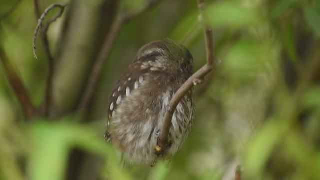 Austral Pygmy-Owl - ML625244800