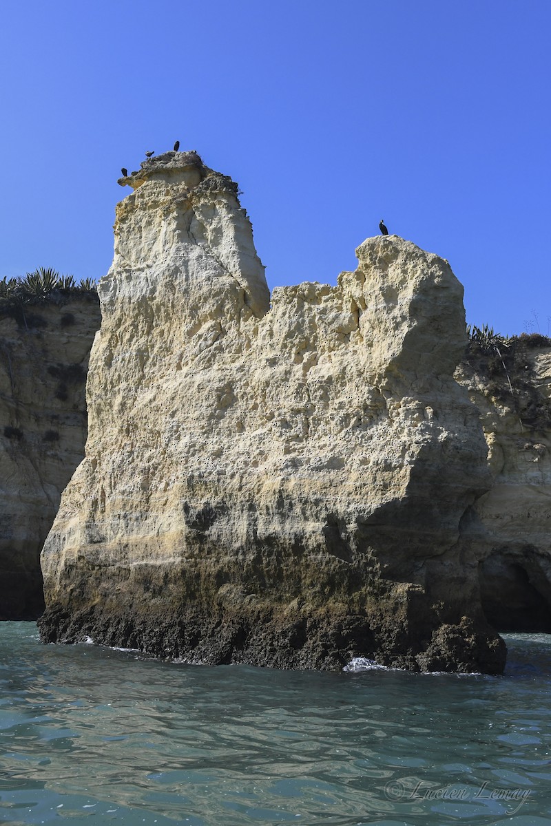 Тураг гогой - ML625244910