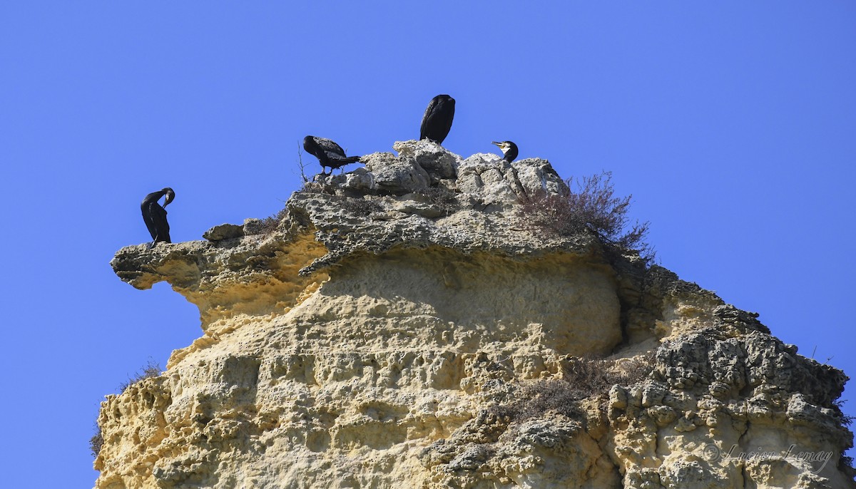 Тураг гогой - ML625244916