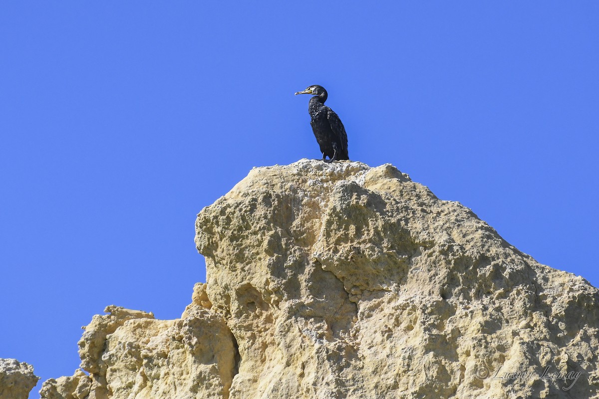 Тураг гогой - ML625244921