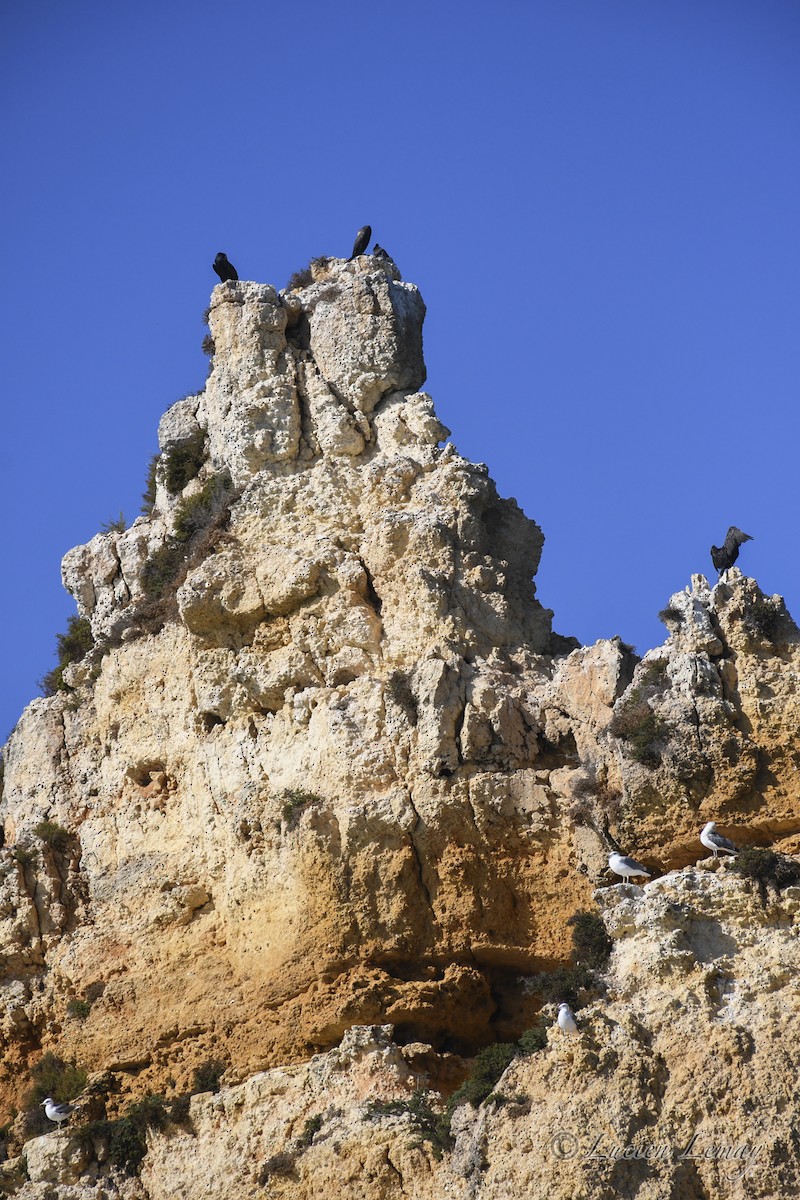 Тураг гогой - ML625244943