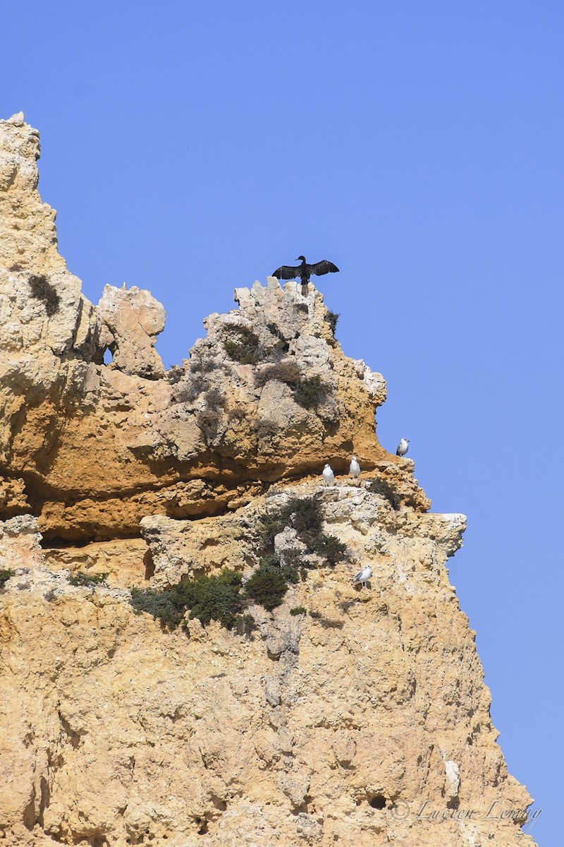 Тураг гогой - ML625244951