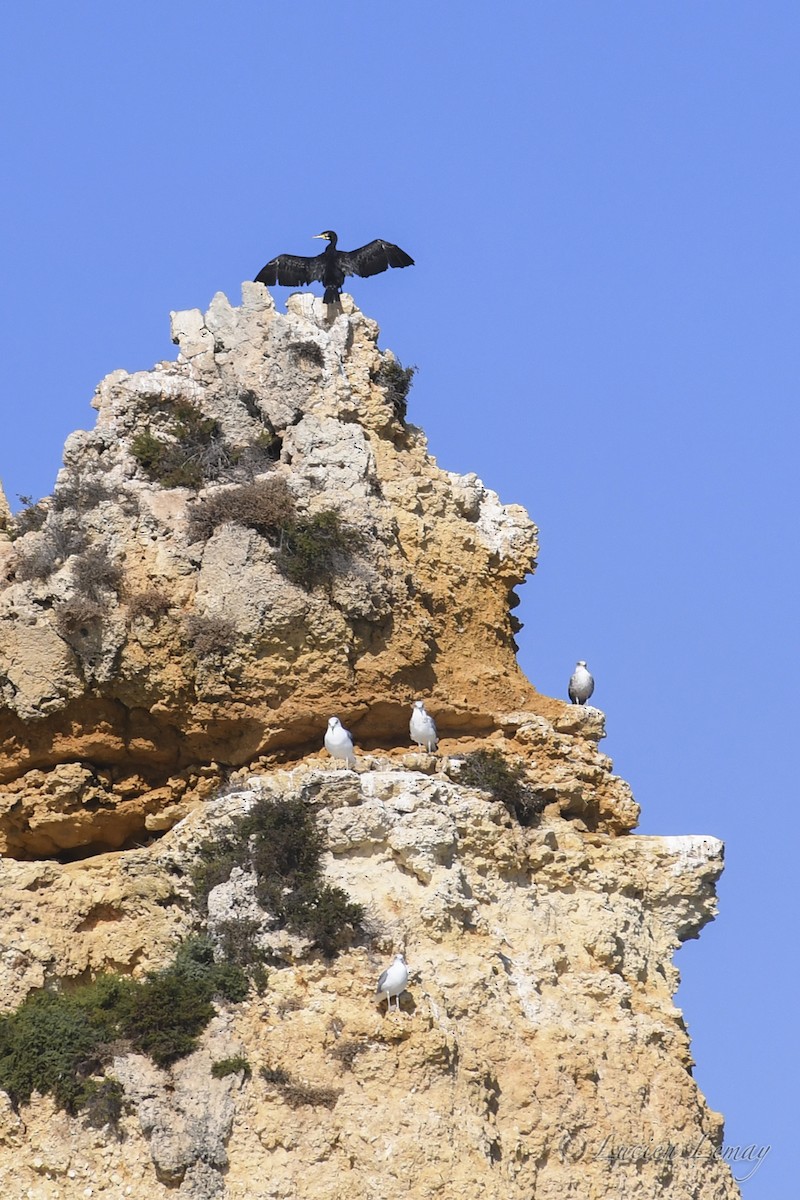 Тураг гогой - ML625244963